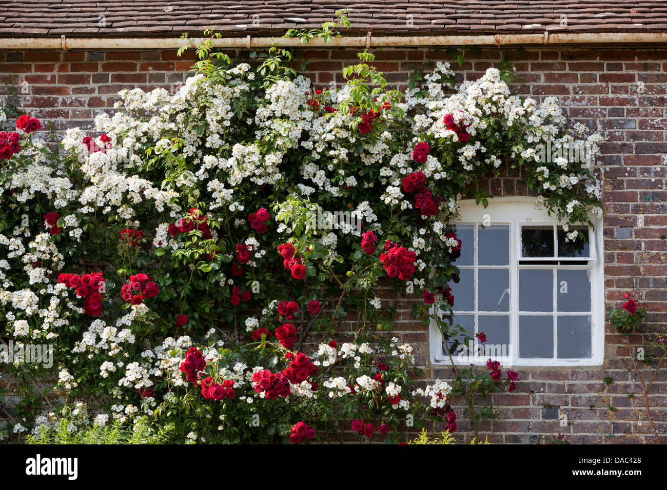White roses on garden wall hires stock photography and images Alamy