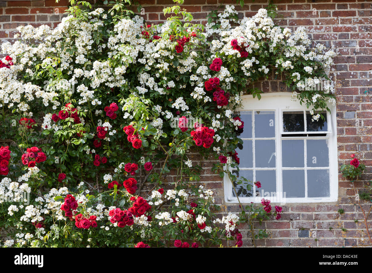 Garden roses brick wall red hires stock photography and images Alamy