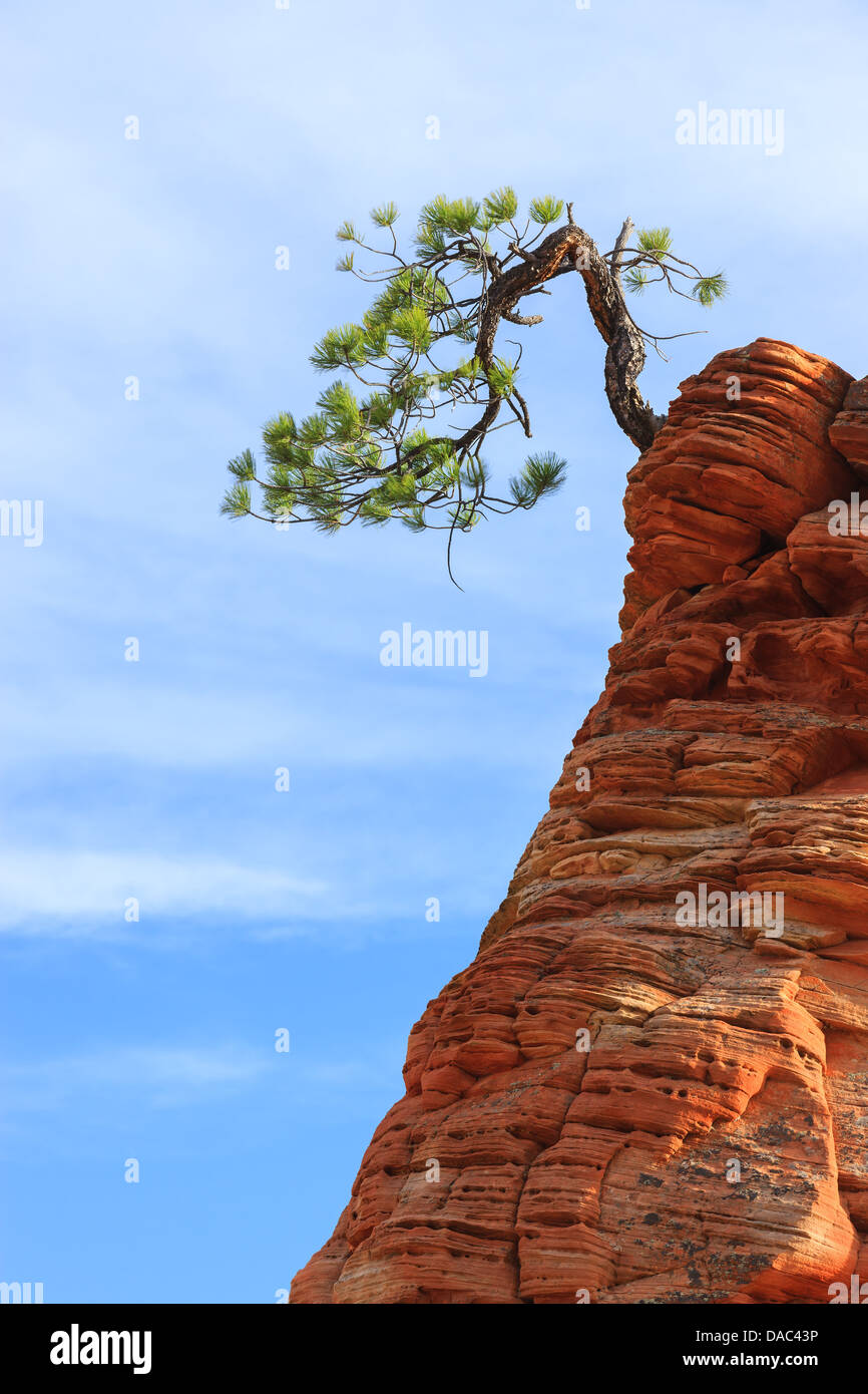 Pinyon pine (Pinus edulis) on sandstone at Zion National Park Stock Photo