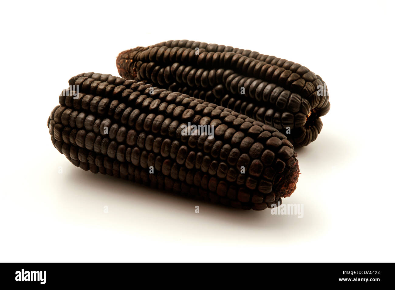 Black Aztec Corn on a white background Stock Photo
