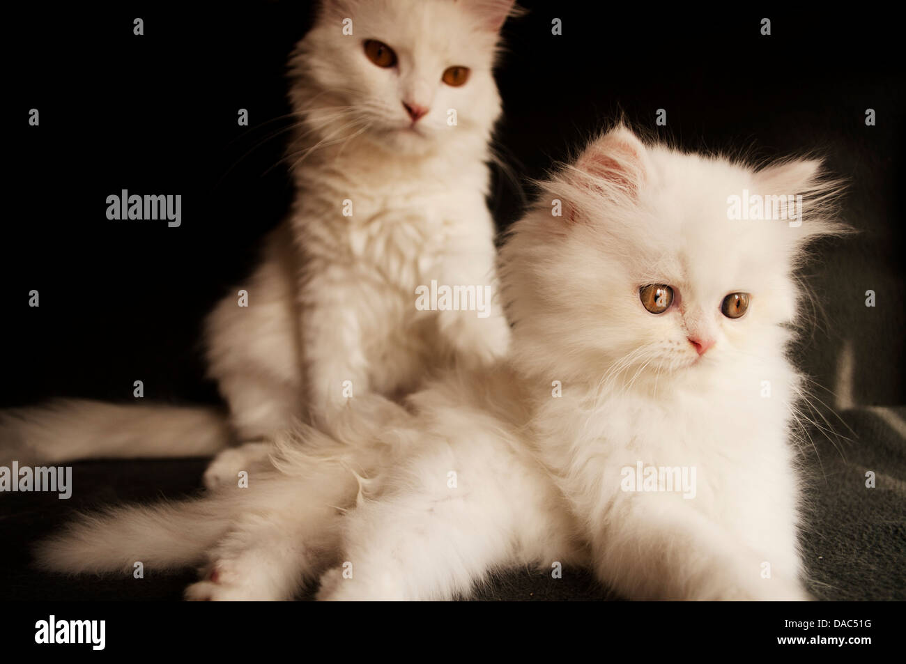Persian cats Stock Photo
