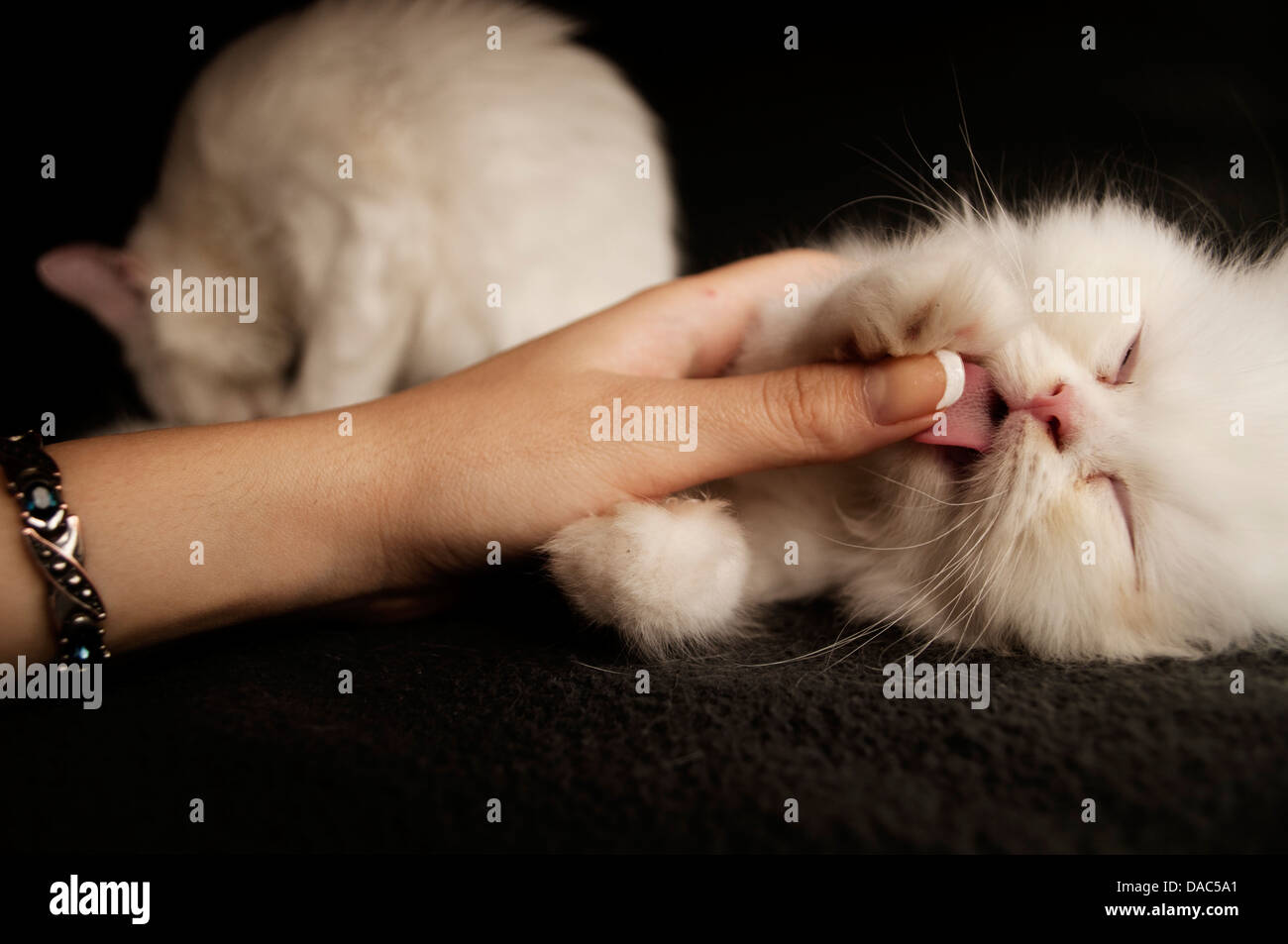 Kitten licking finger Stock Photo Alamy
