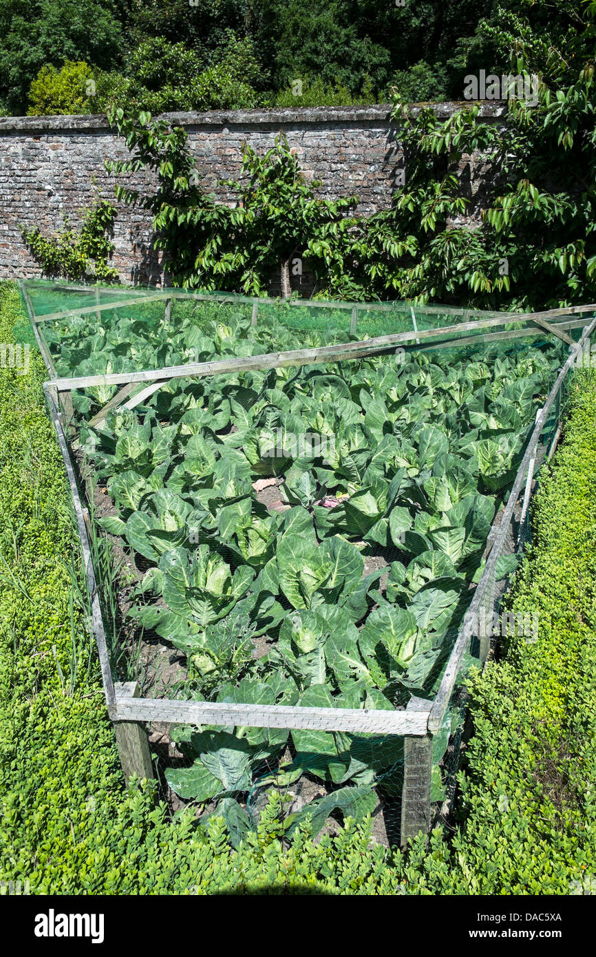 Specimen cabbage plants protected from rabbits by netting in the