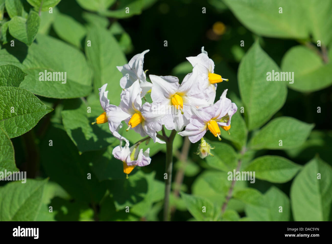 Flower of the potato plant Stock Photo Alamy