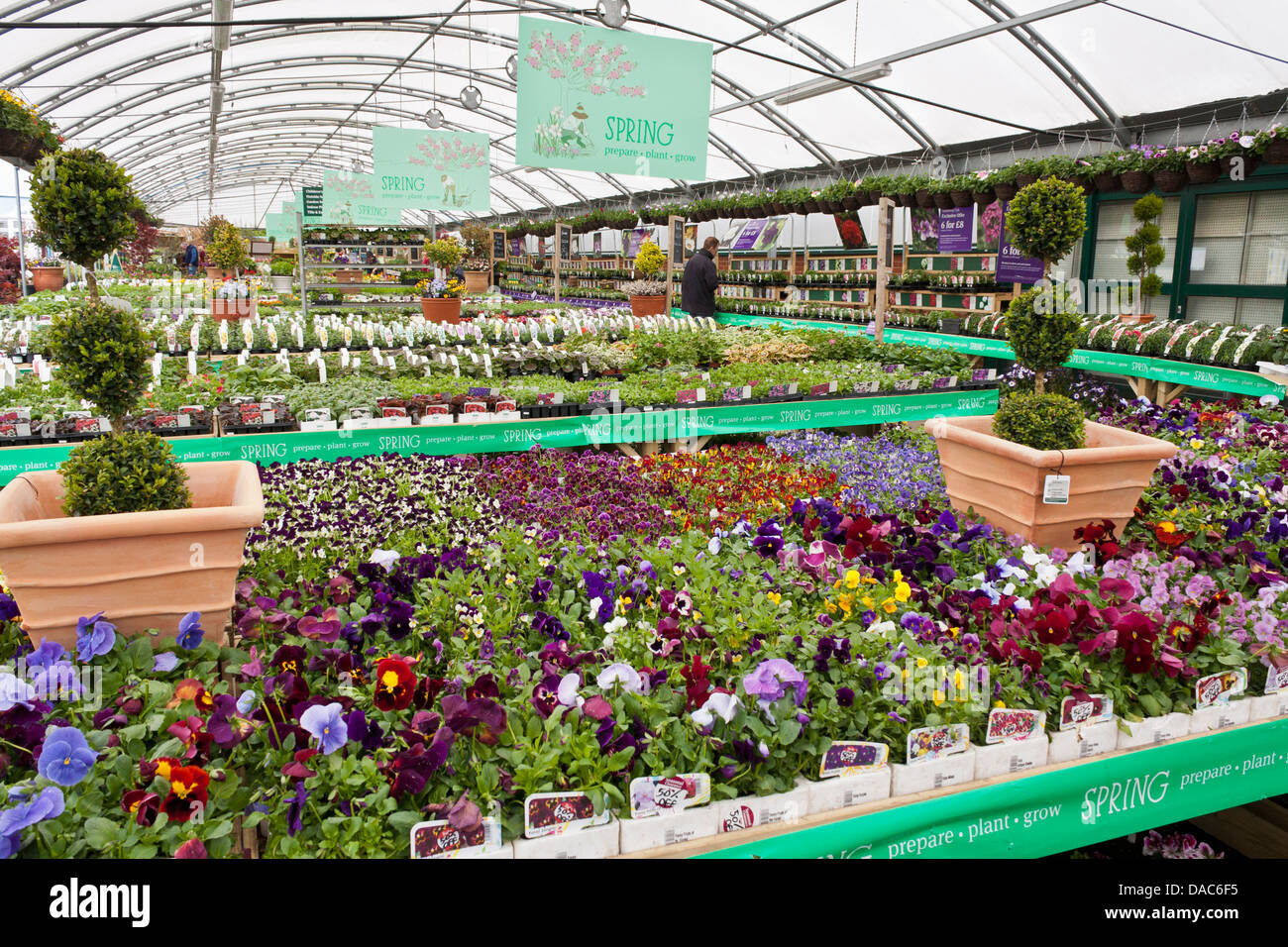 Display of Spring plants at a UK garden centre, Berkshire, England, UK