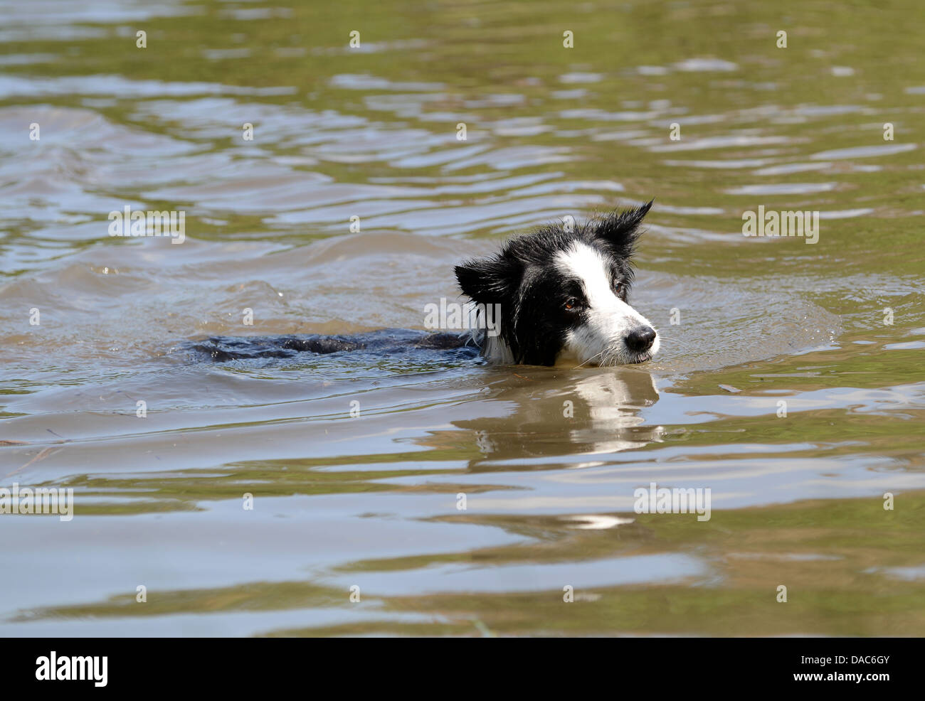 Border Collie dog swimming lake water Stock Photo