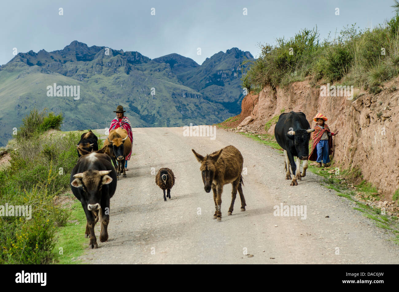 Inca Incan woman child girl with cattle cows livestock on road in Andes mountains above the Sacred Valley near Maras, Peru. Stock Photo