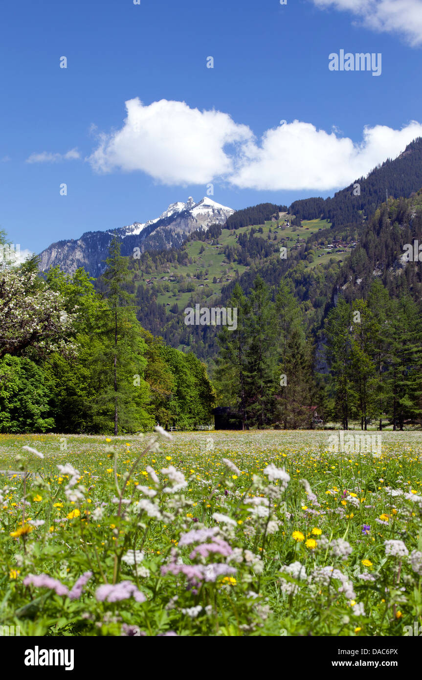 Alpine meadow flowers hi-res stock photography and images - Alamy