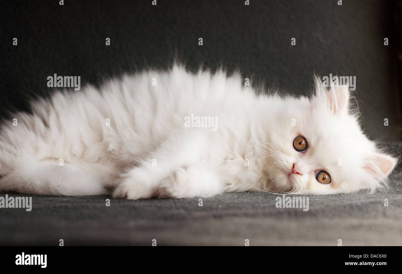 Beautiful Persian kitten Stock Photo - Alamy