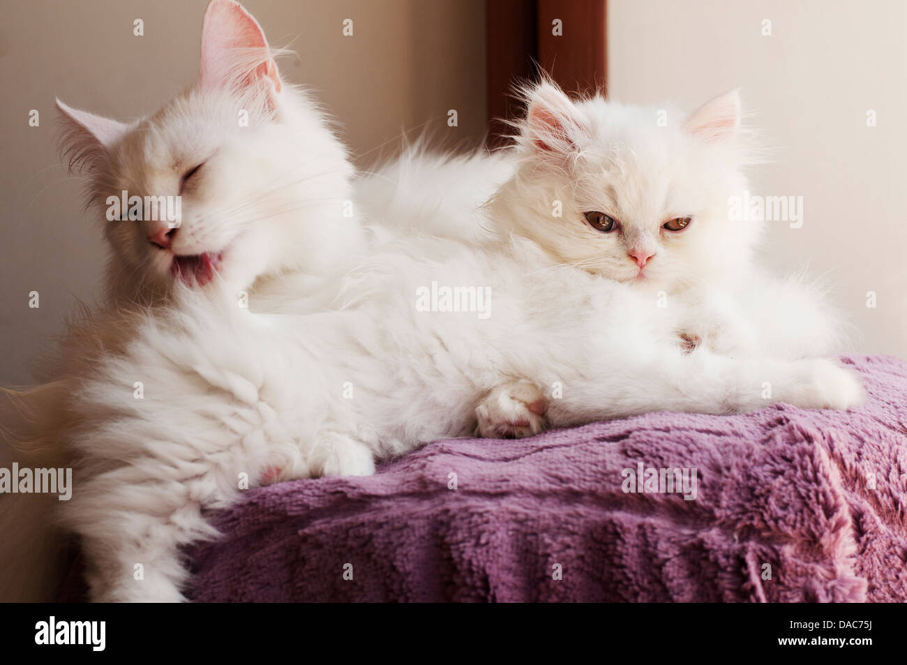 Cat family Stock Photo