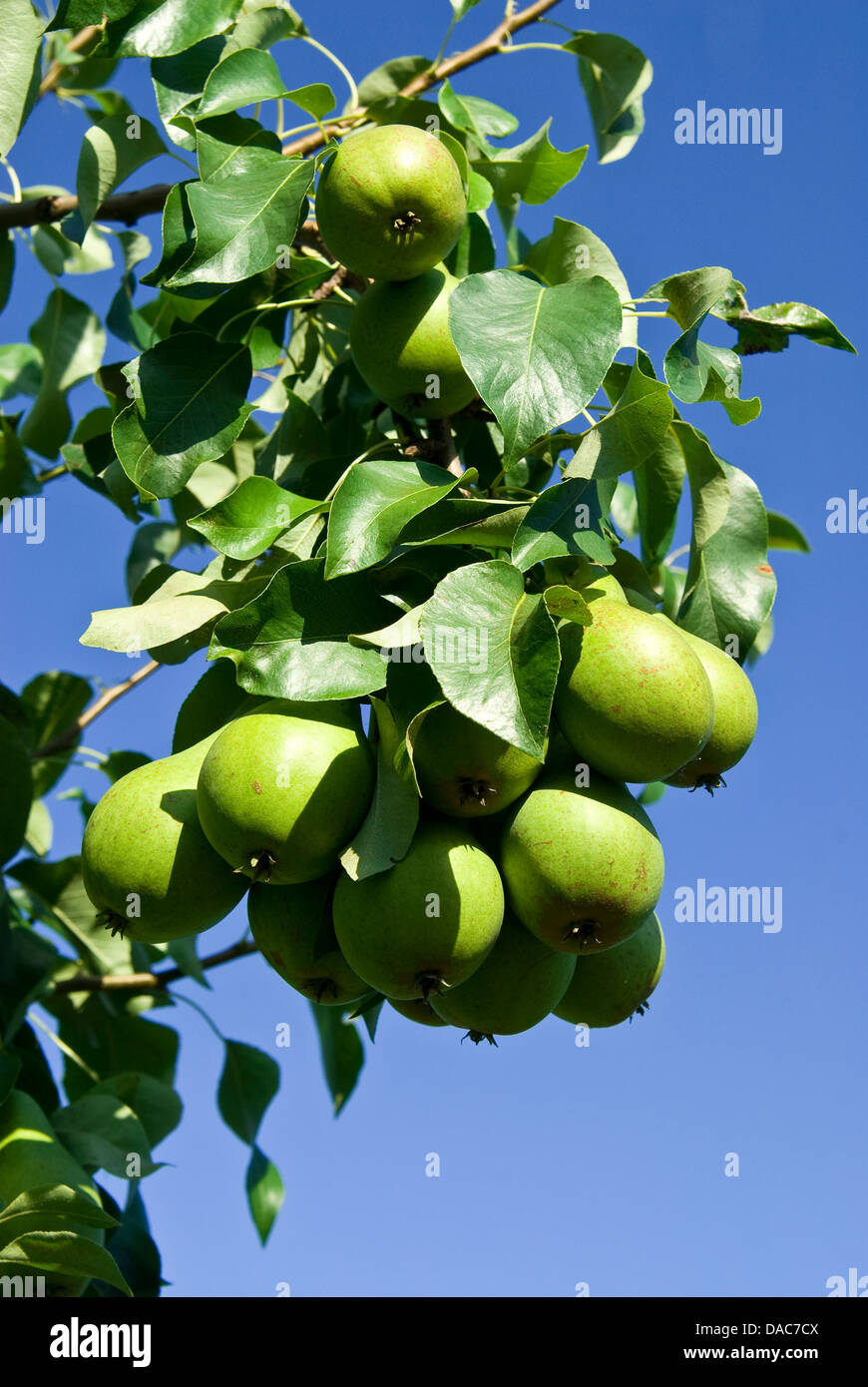 Pears on a tree branch closeup . Stock Photo