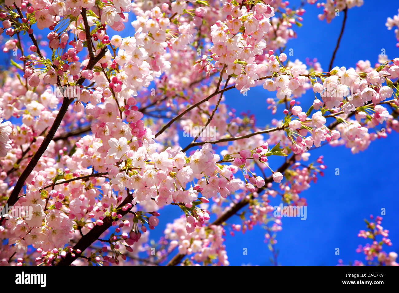 Pink Cherry Blossom with Blue Sky Background Stock Photo - Alamy