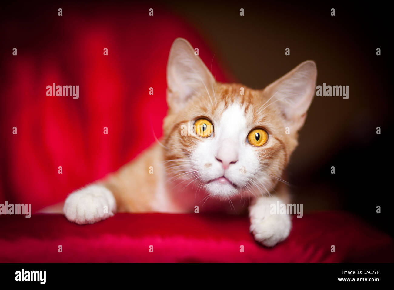 orange tabby & white cat stares into camera Stock Photo