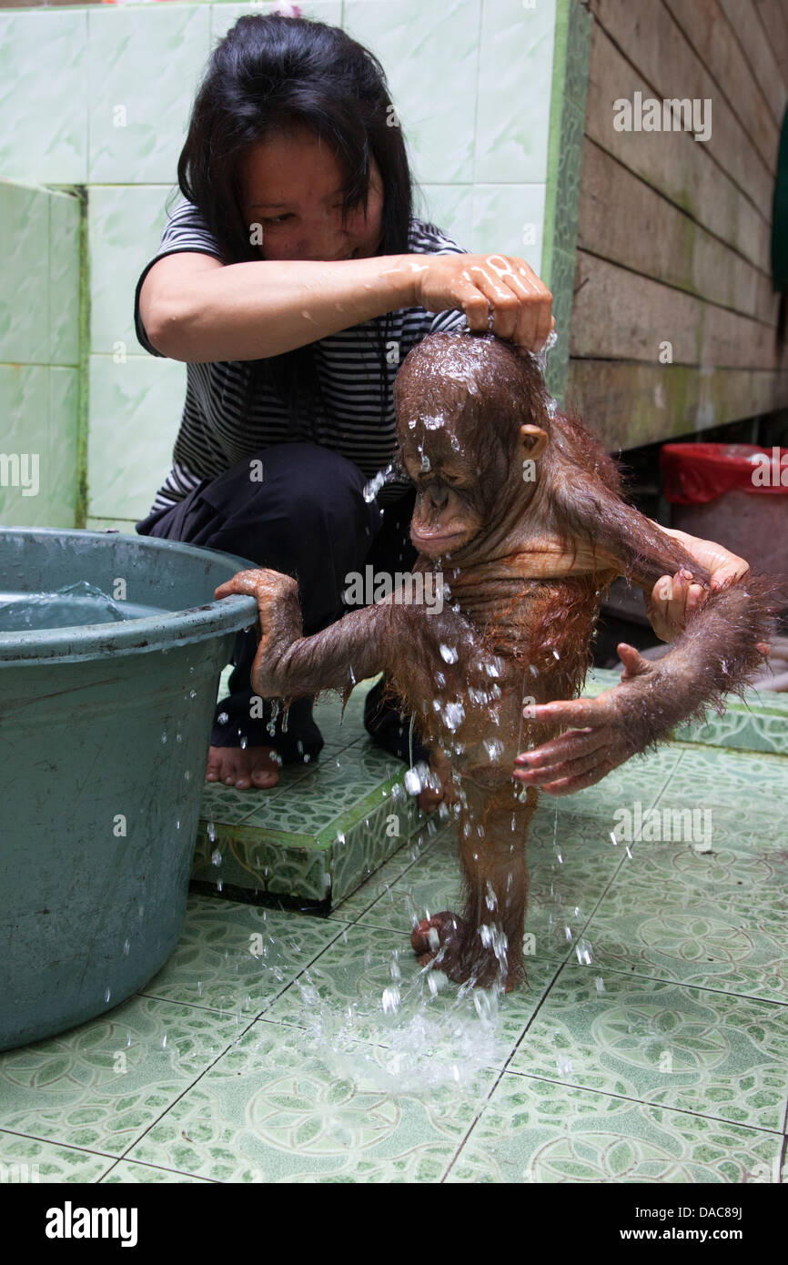 Baby orphan orangutan (Pongo pygmaeus) standing on counter having a bath given by woman caretaker in the Orangutan Care Center and Quarantine (OCCQ) Stock Photo