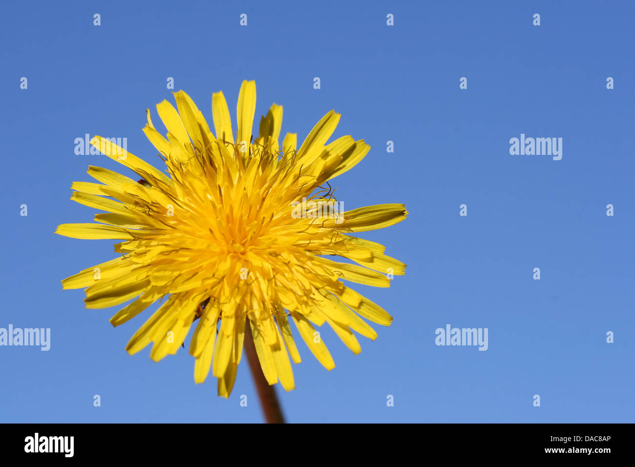 Closeup photograph of dandelion hi-res stock photography and images - Alamy