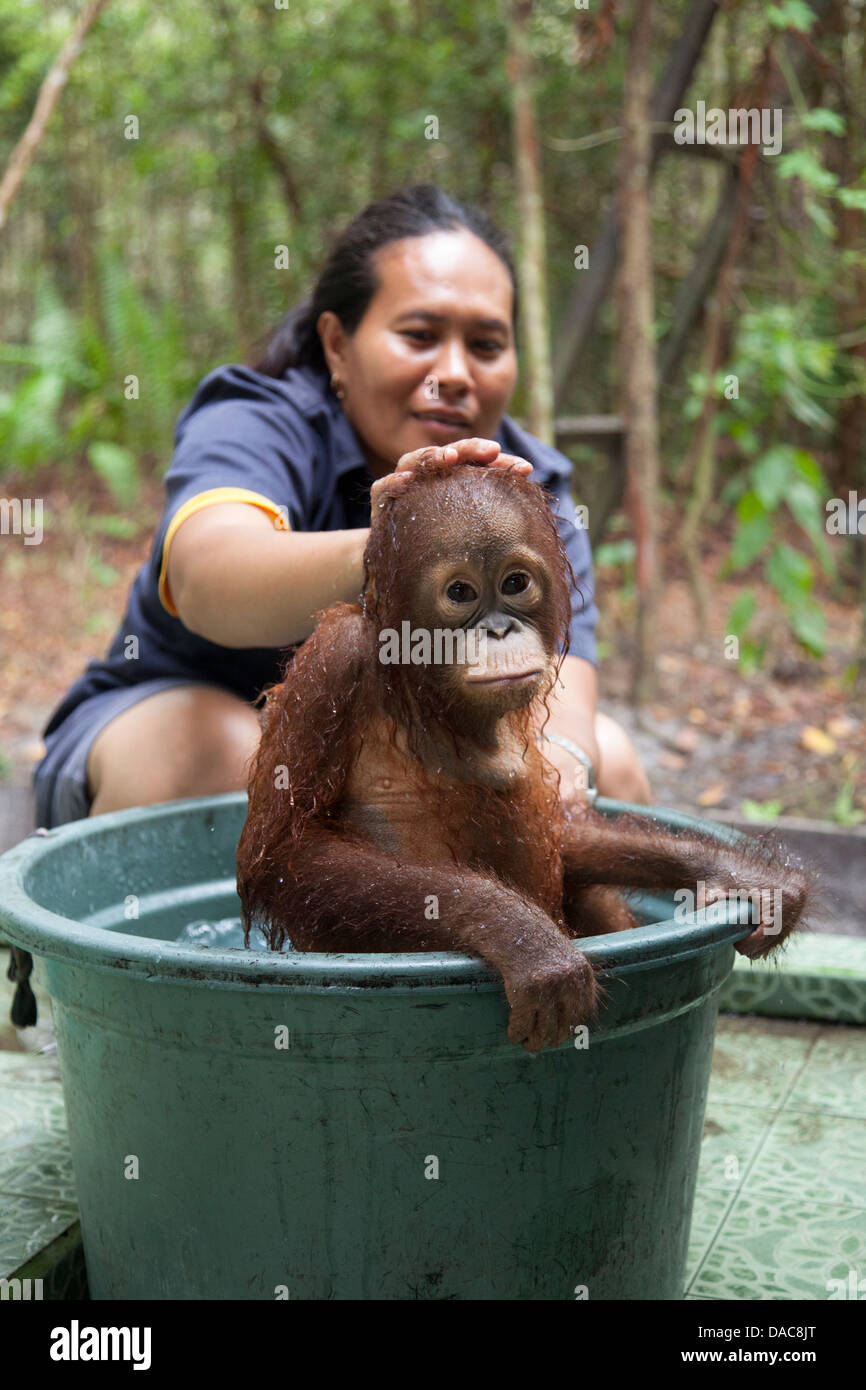 Caretaker giving baby orphan orangutan (Pongo pygmaeus) a bath in tub at the Orangutan Care Center and Quarantine (OCCQ) run by Birute Galdikas Stock Photo