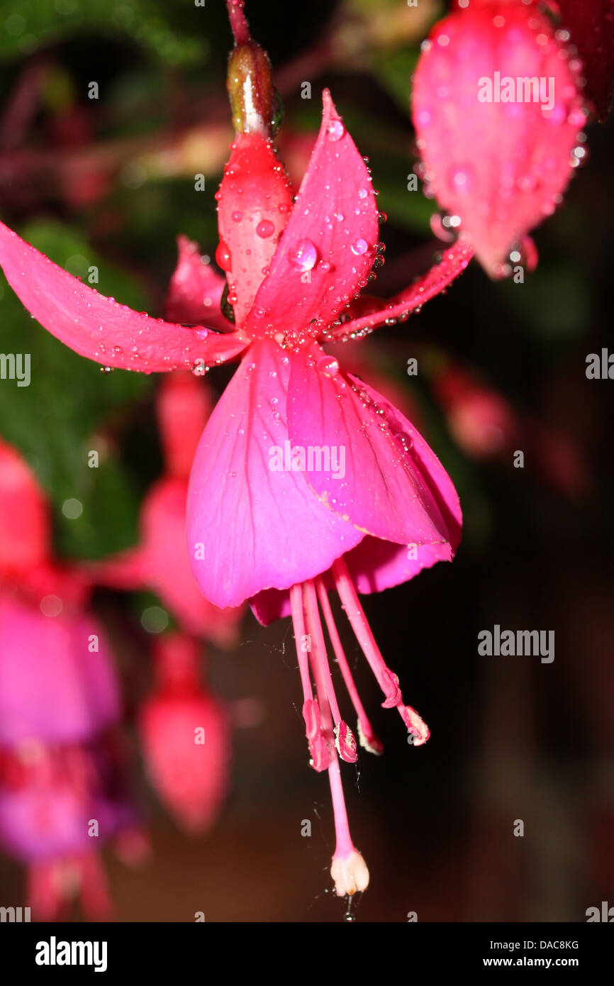 Fuschia flower hi-res stock photography and images - Alamy