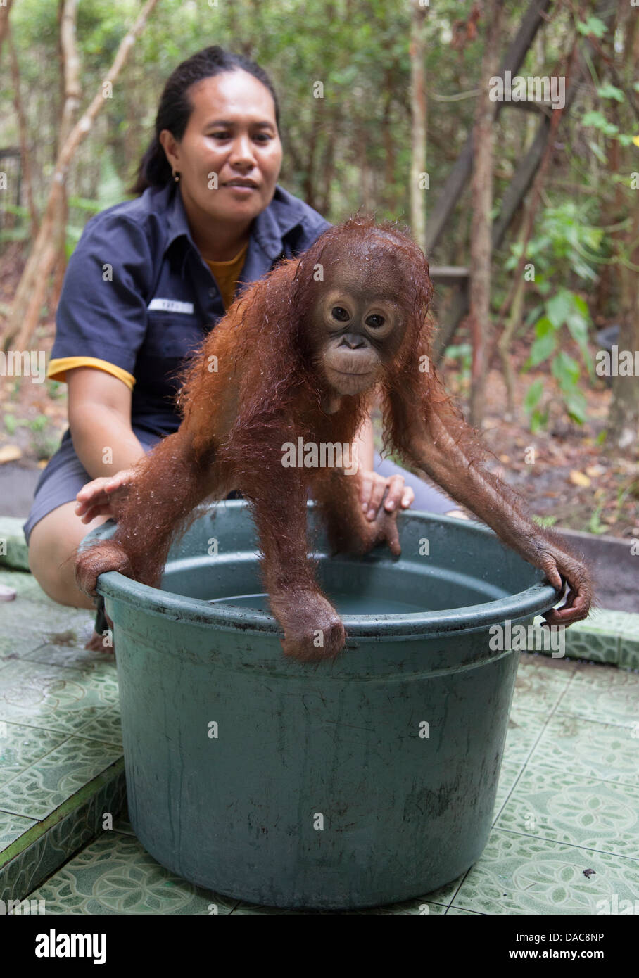Baby orphan orangutan (Pongo pygmaeus) standing on bucket being bathed by Indonesian woman caretaker in Orangutan Care Center and Quarantine (OCCQ) Stock Photo