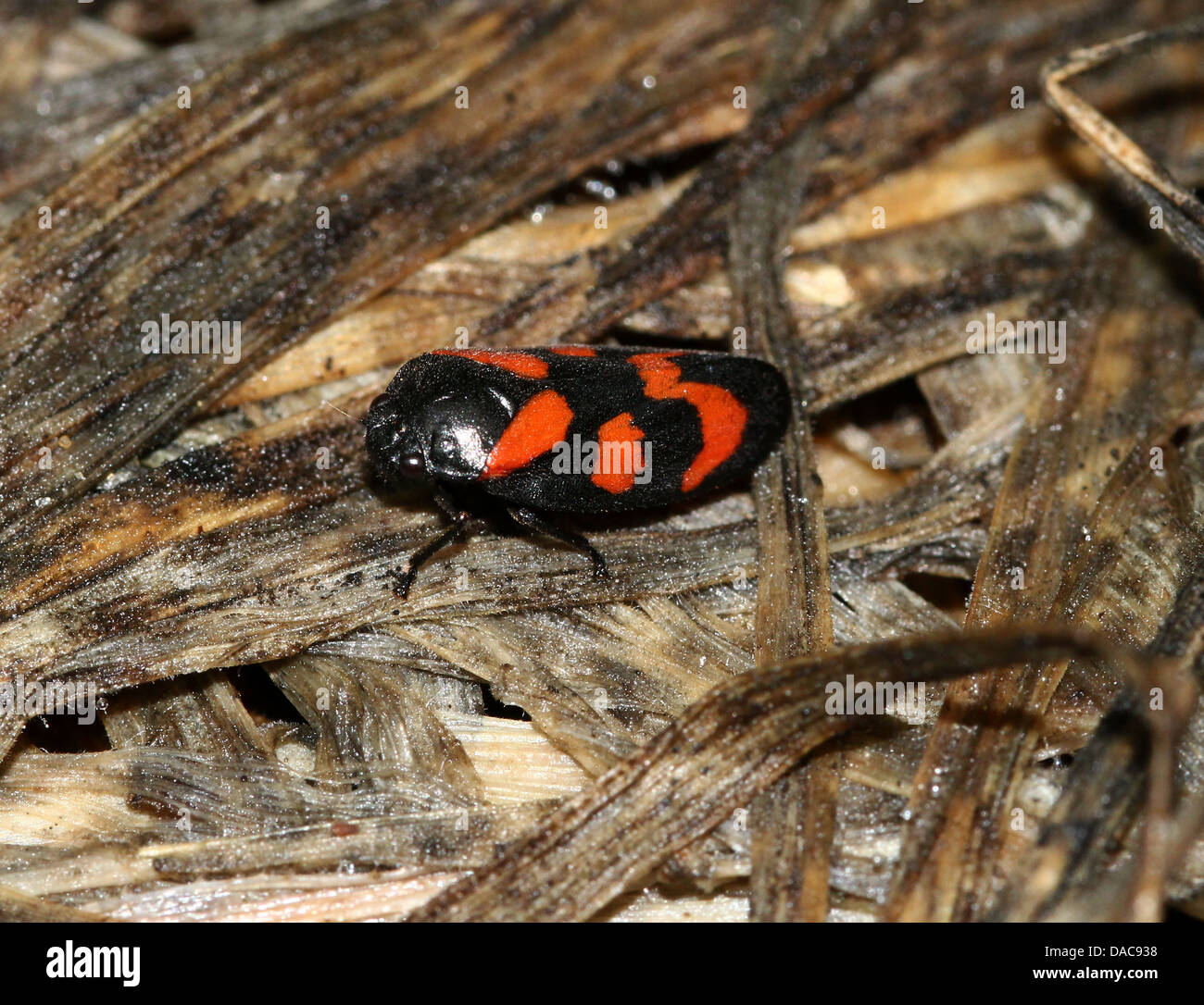 Close-up of the  tiny black-and-red froghopper or spittlebug (Cercopis vulnerata), wings opening Stock Photo