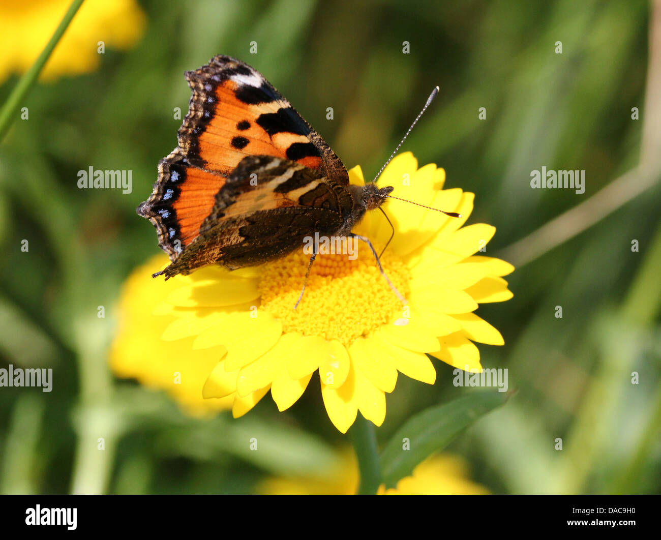 Very detailed macro close-up of a Small Tortoiseshell (Aglais urticae) butterfly posing on a flower Stock Photo