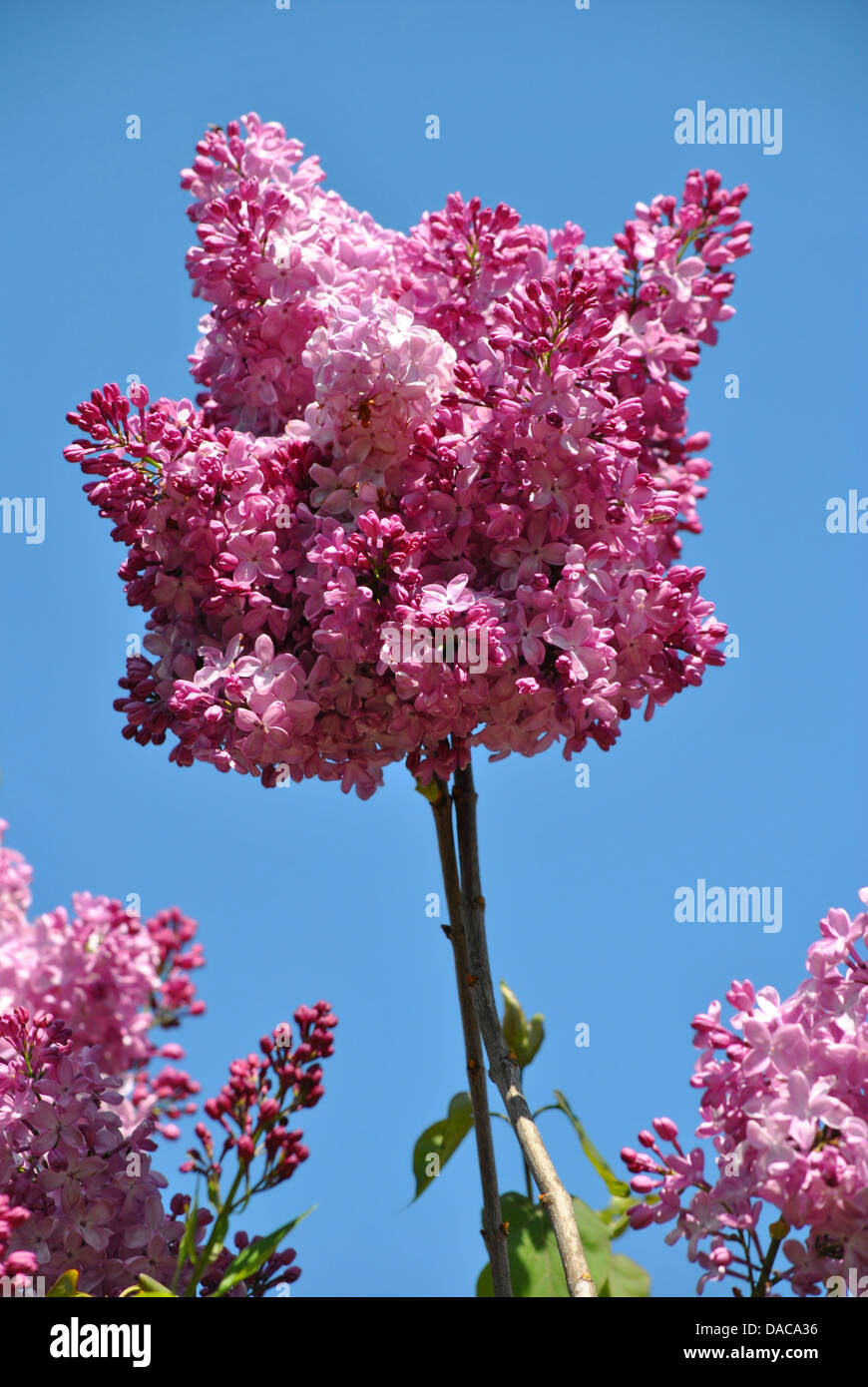 Common lilac Latin name syringa vulgaris flower Stock Photo Alamy