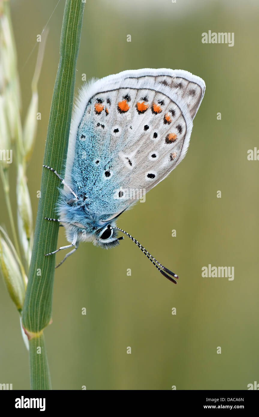 the nature of the insect butterfly macro Stock Photo