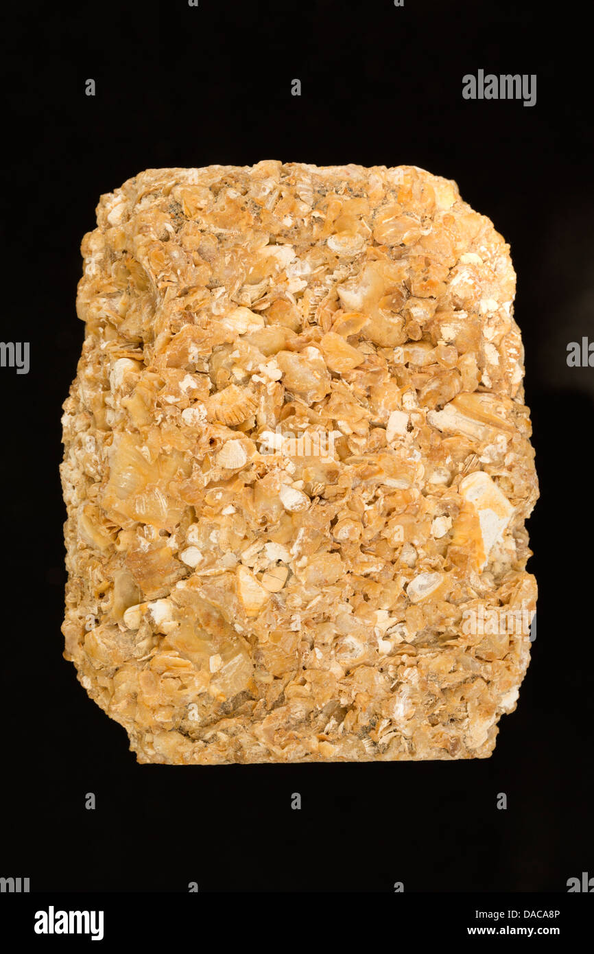 Coquina, St. Augustine, Florida. Coquina is a sedimentary rock Stock ...