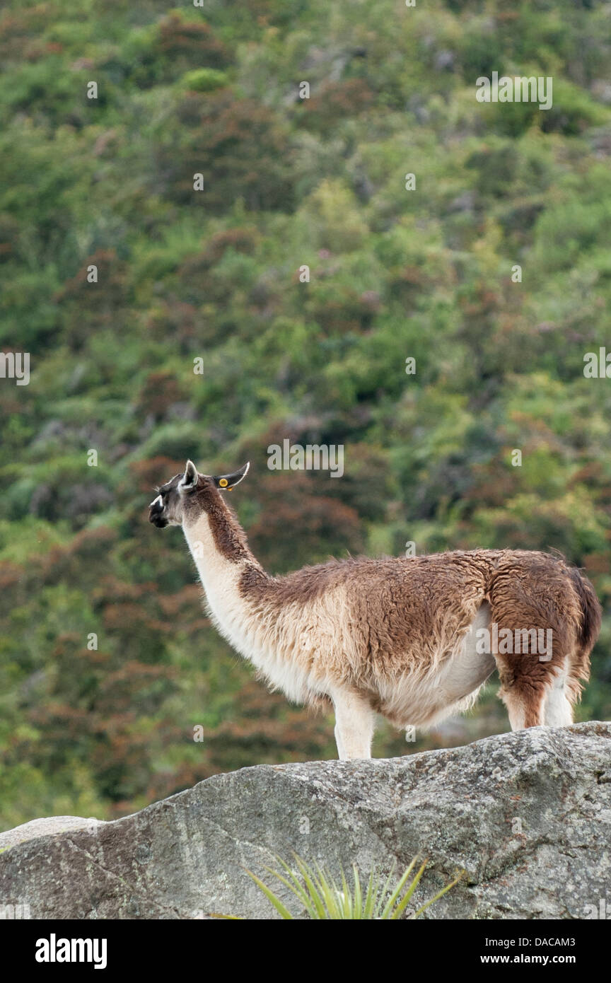 Llama at Machu Picchu, Aguas Calientes, Peru. Stock Photo