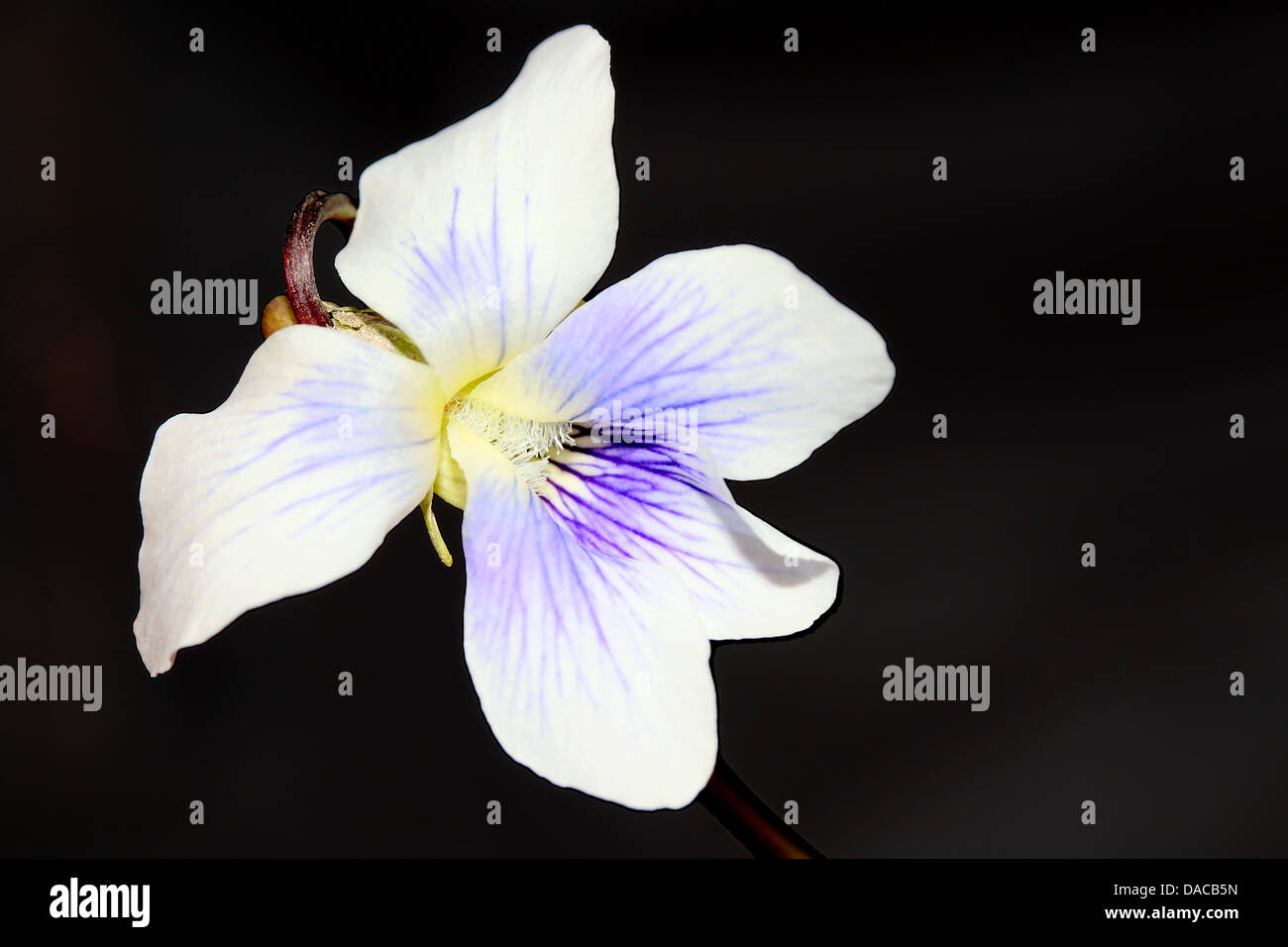 Closeup shot of white Violet flower on black background. Stock Photo