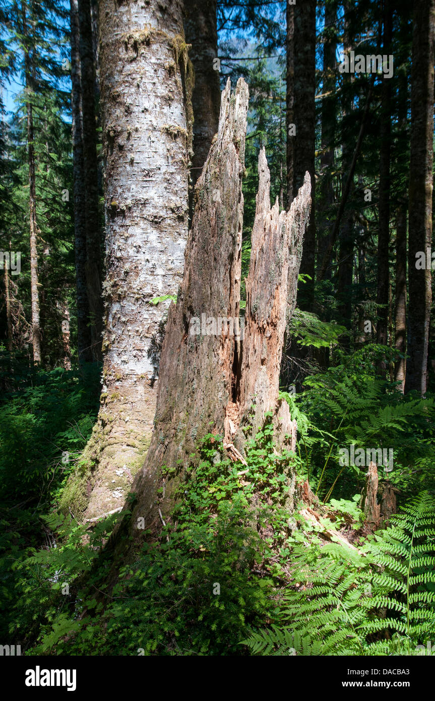 Lush green tress hi-res stock photography and images - Alamy