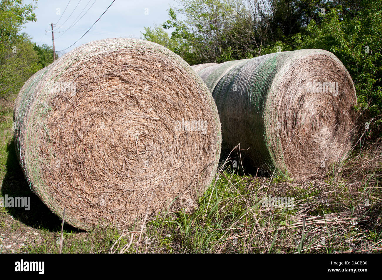 Texas Hay bale Stock Photo Alamy