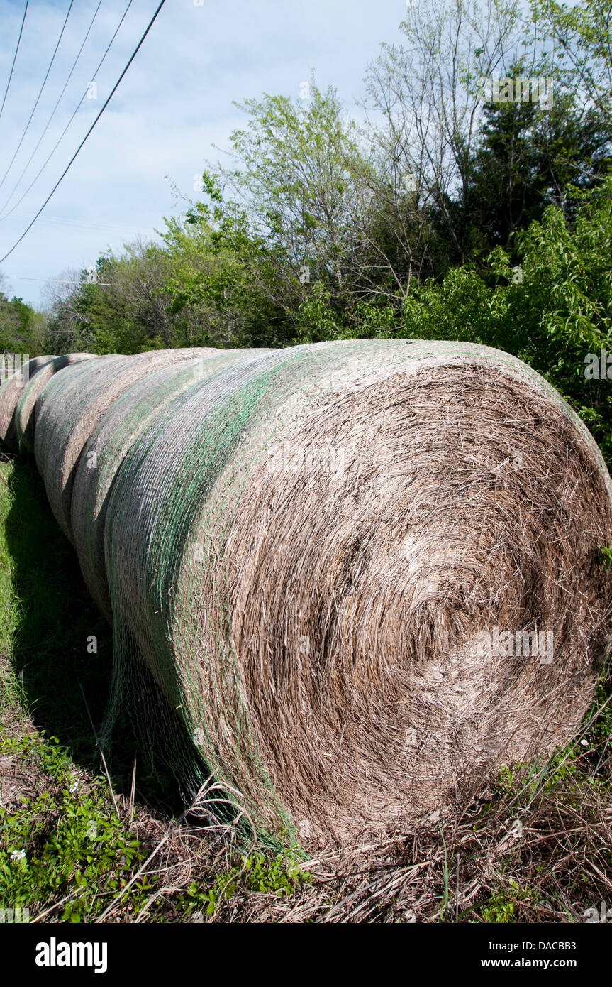 Texas hay bale Stock Photo Alamy