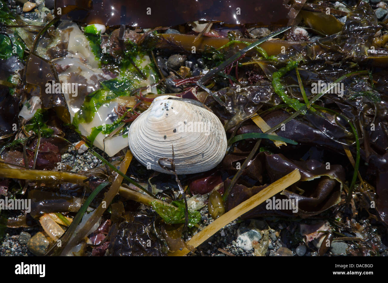 Clam shell seaweed hires stock photography and images Alamy