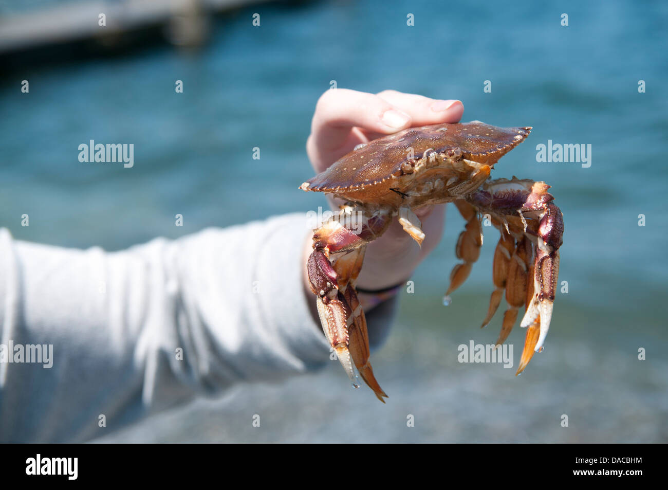 Hand holding a crab on the beach. Stock Photo