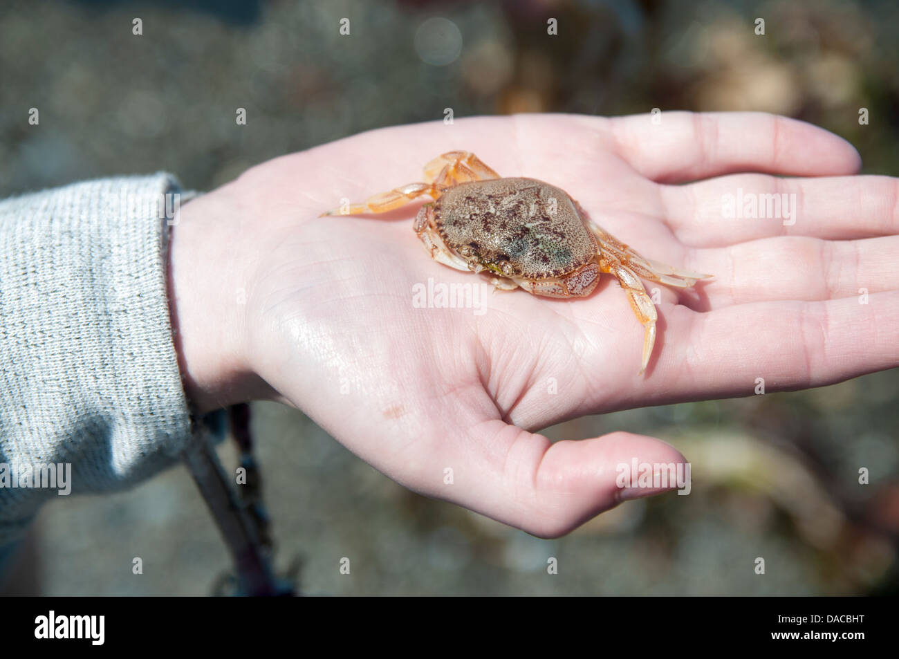 Hand holding small crab. Stock Photo
