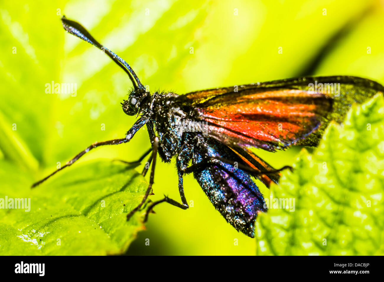 Portrait of a butterfly Stock Photo