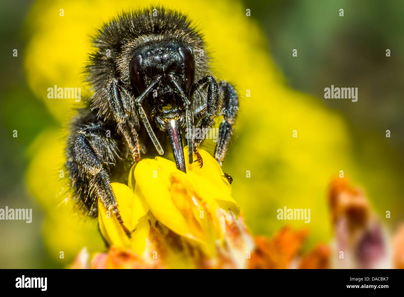 Portrait of a black bee Stock Photo