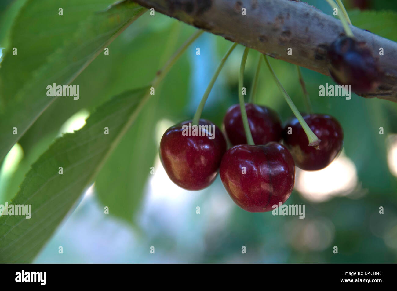Rainier cherry tree hires stock photography and images Alamy