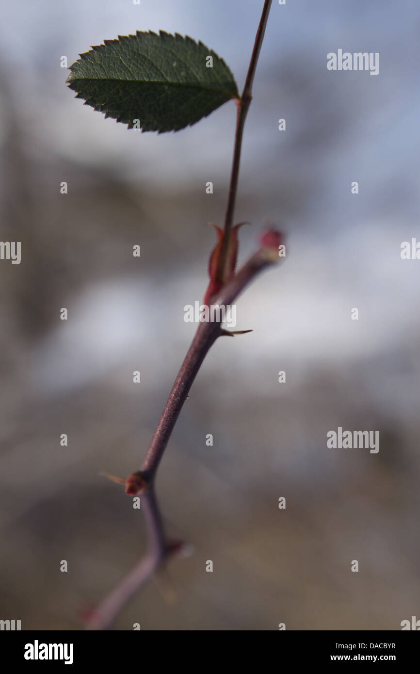 Branch with leave in early spring days Stock Photo - Alamy