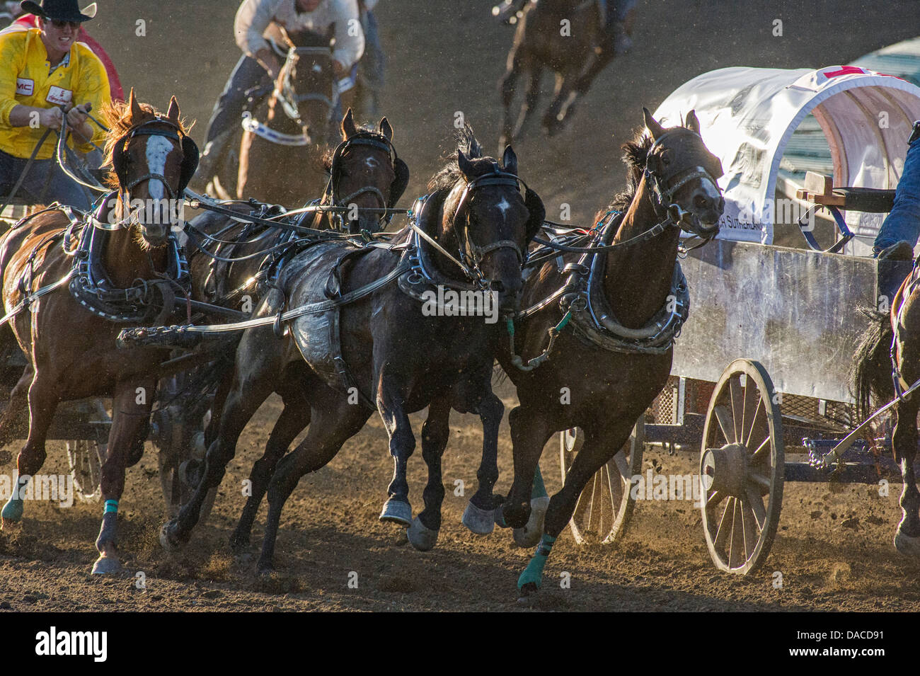 Chuckwagon race at the Calgary Stampede Stock Photo