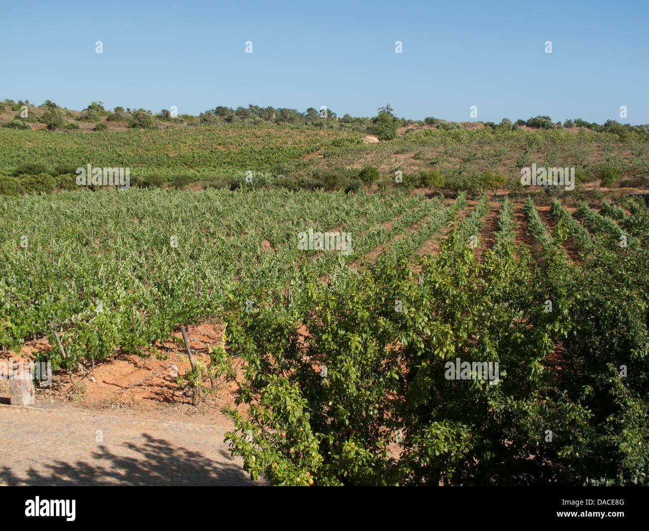 Vineyard of Quinta dos Vales in the Algarve, Portugal Stock Photo