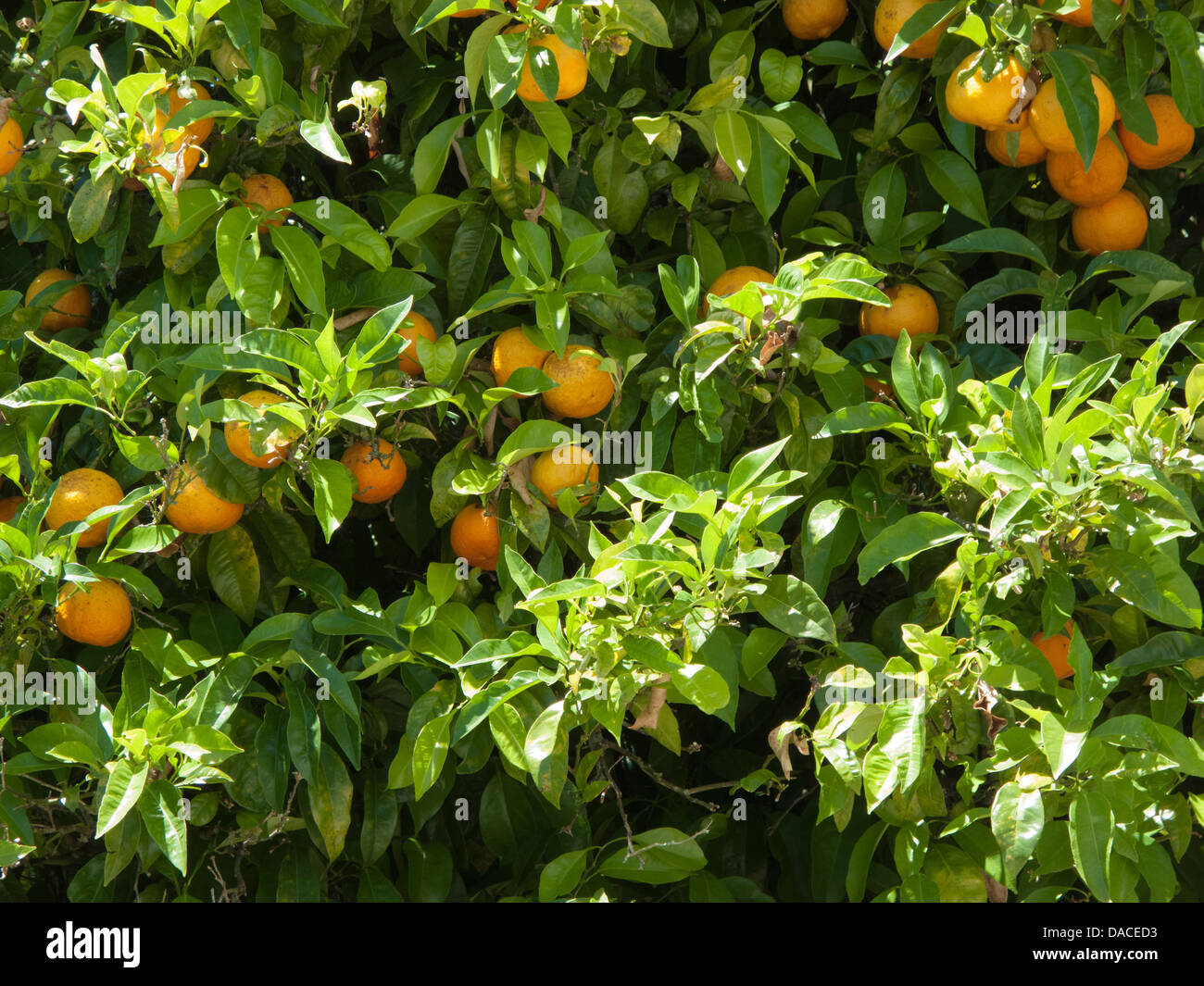 Orange tree with fruit, Portugal Stock Photo