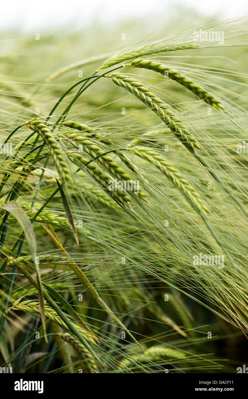 Wind Bowed Barley Stock Photo