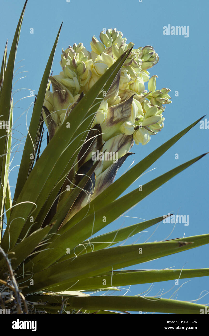 Yucca bloom, 820327 029 Stock Photo Alamy