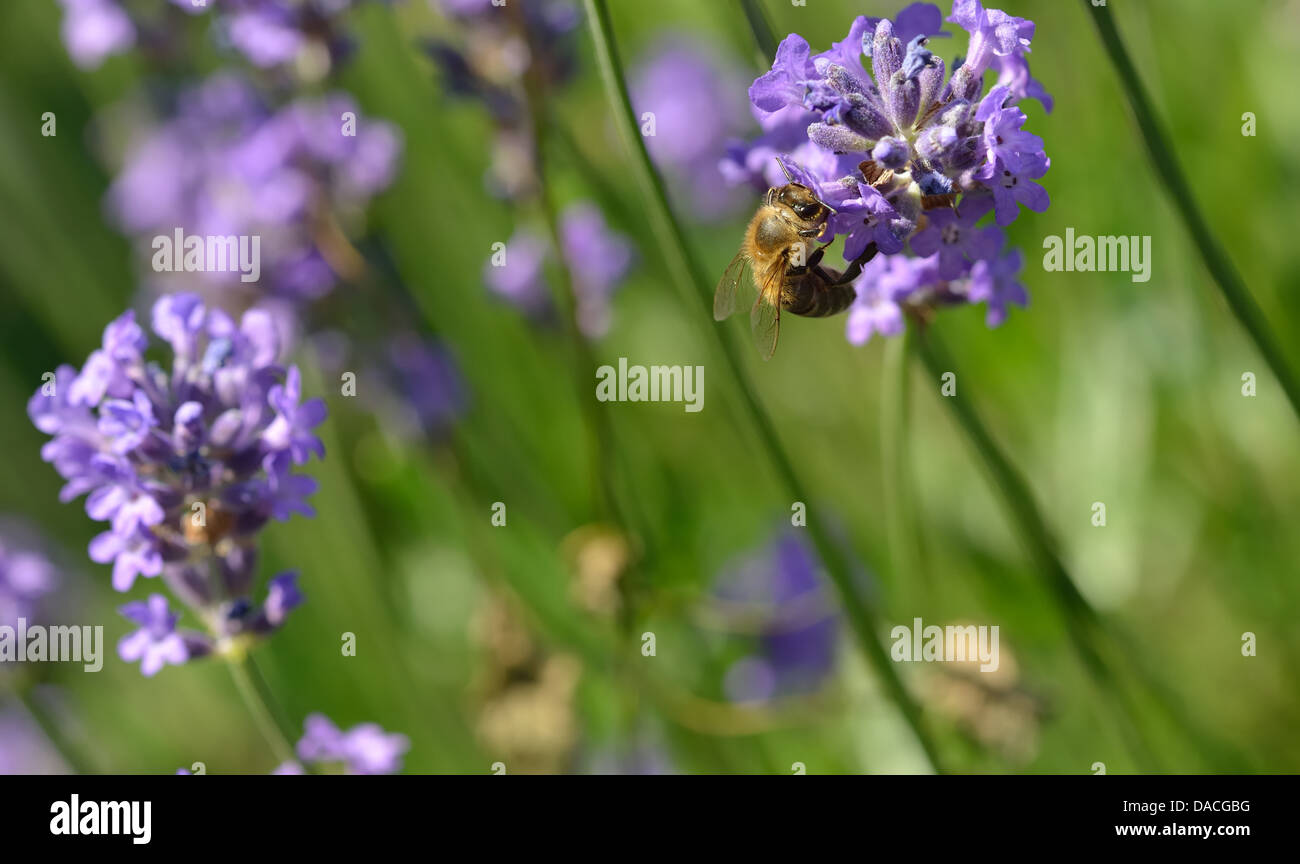 A honeybee at work on a lavender flower Stock Photo