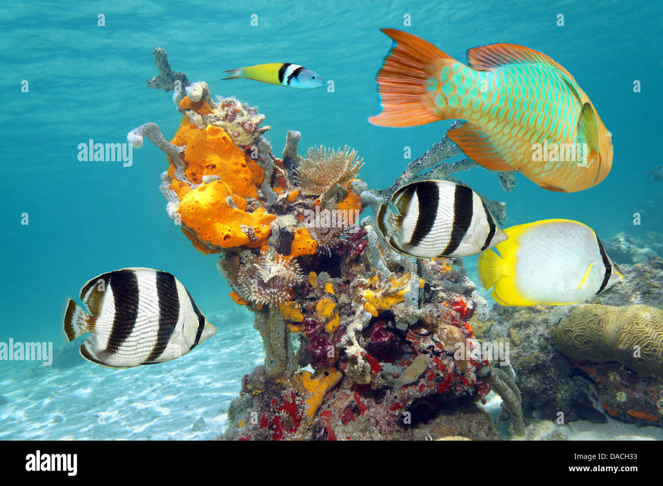 Vibrant colors of marine life in a coral reef with colorful fish, sea sponges and tube worms Stock Photo