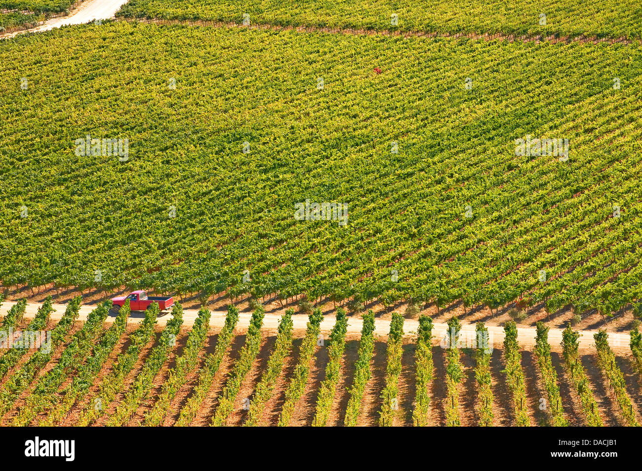 Indomita vineyard, Chile Stock Photo - Alamy