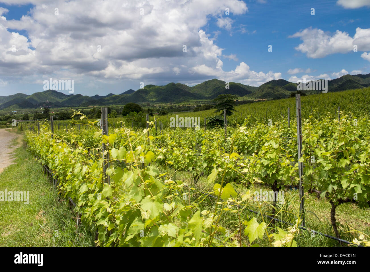 Vines growing at the Hua Hin Hills Vineyard , Hua Hin, Thailand Stock Photo Alamy