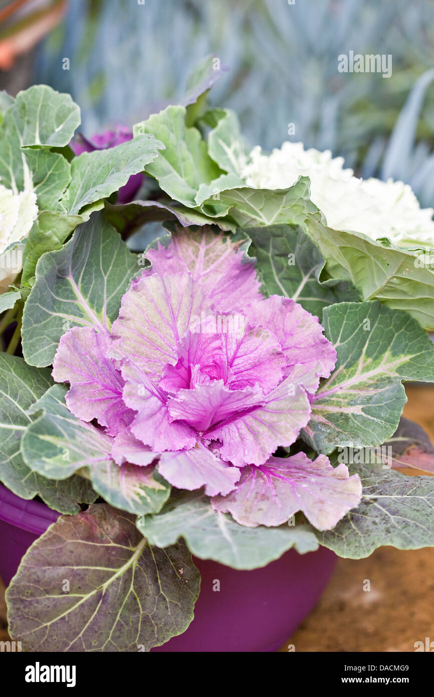 Heads of purple and white ornamental kale in a purple pot. Stock Photo