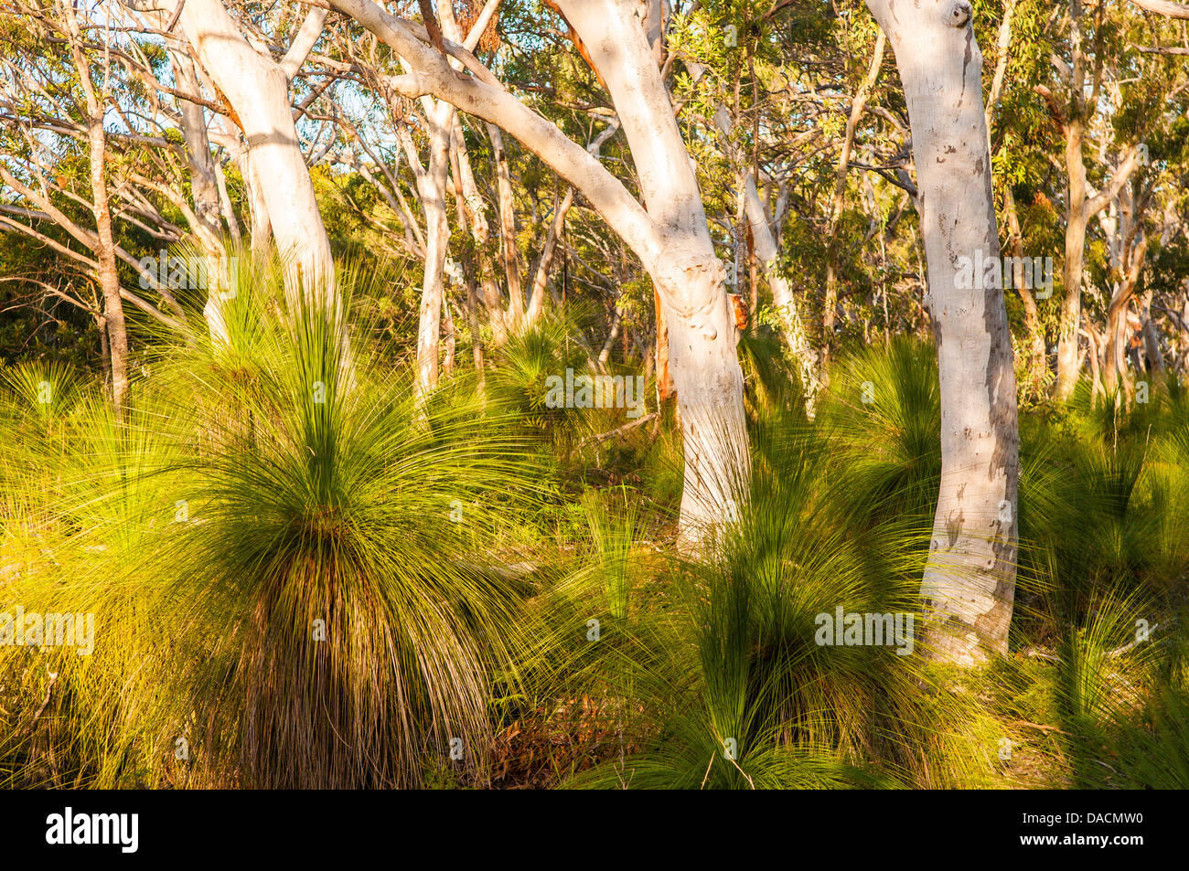 Scribbly Gum & Grass Trees in forest, Moreton Island, Queensland, Australia Stock Photo
